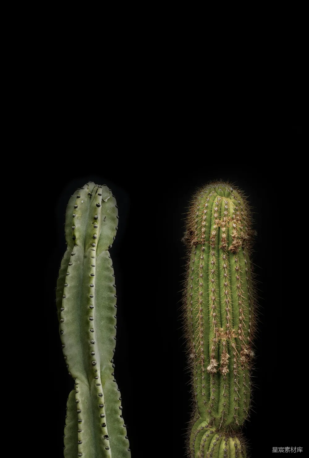 高清摄影  两棵绿色仙人掌植物