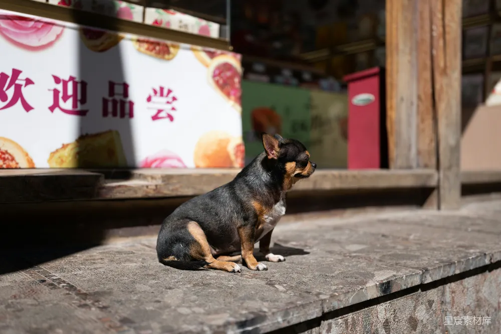 高清摄影  一只黑白相间的小狗坐在水泥板上。