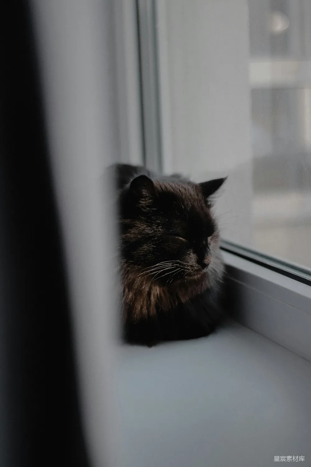 高清摄影  一只猫正看着窗外