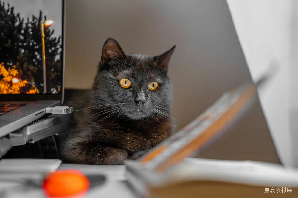 高清摄影  一只黑色的猫坐在一台笔记本电脑前。
