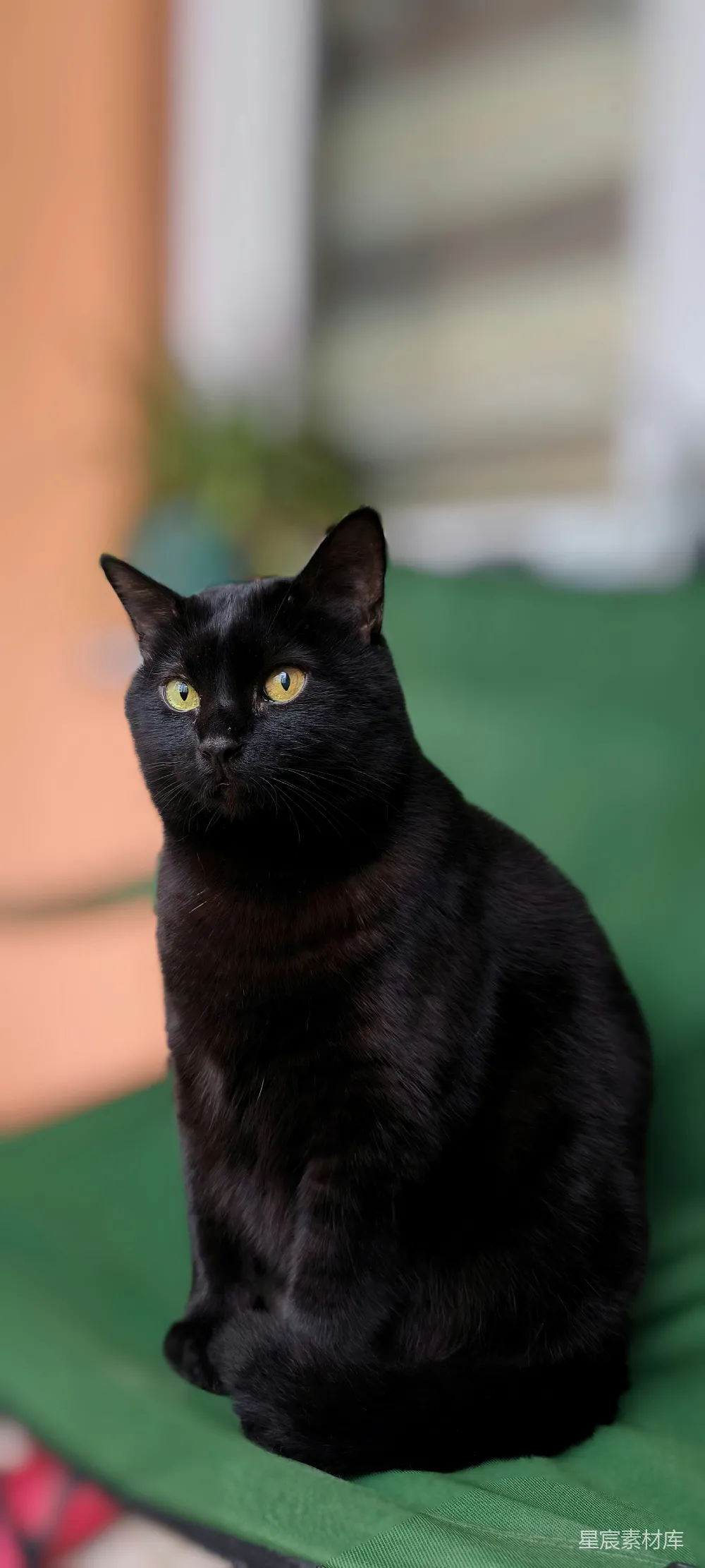 高清摄影  一只光滑的黑猫坐着，专注地凝视着。