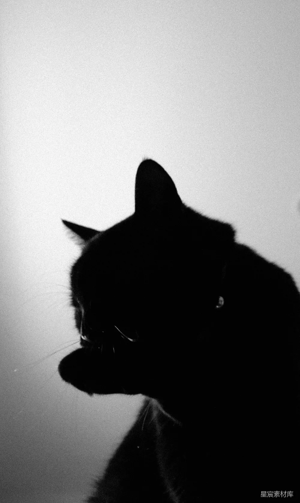 高清摄影  一只黑猫在黑白照片中张嘴。