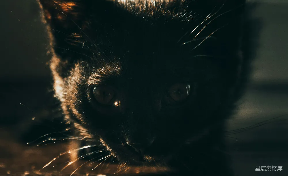 高清摄影  一只眼睛发光的猫