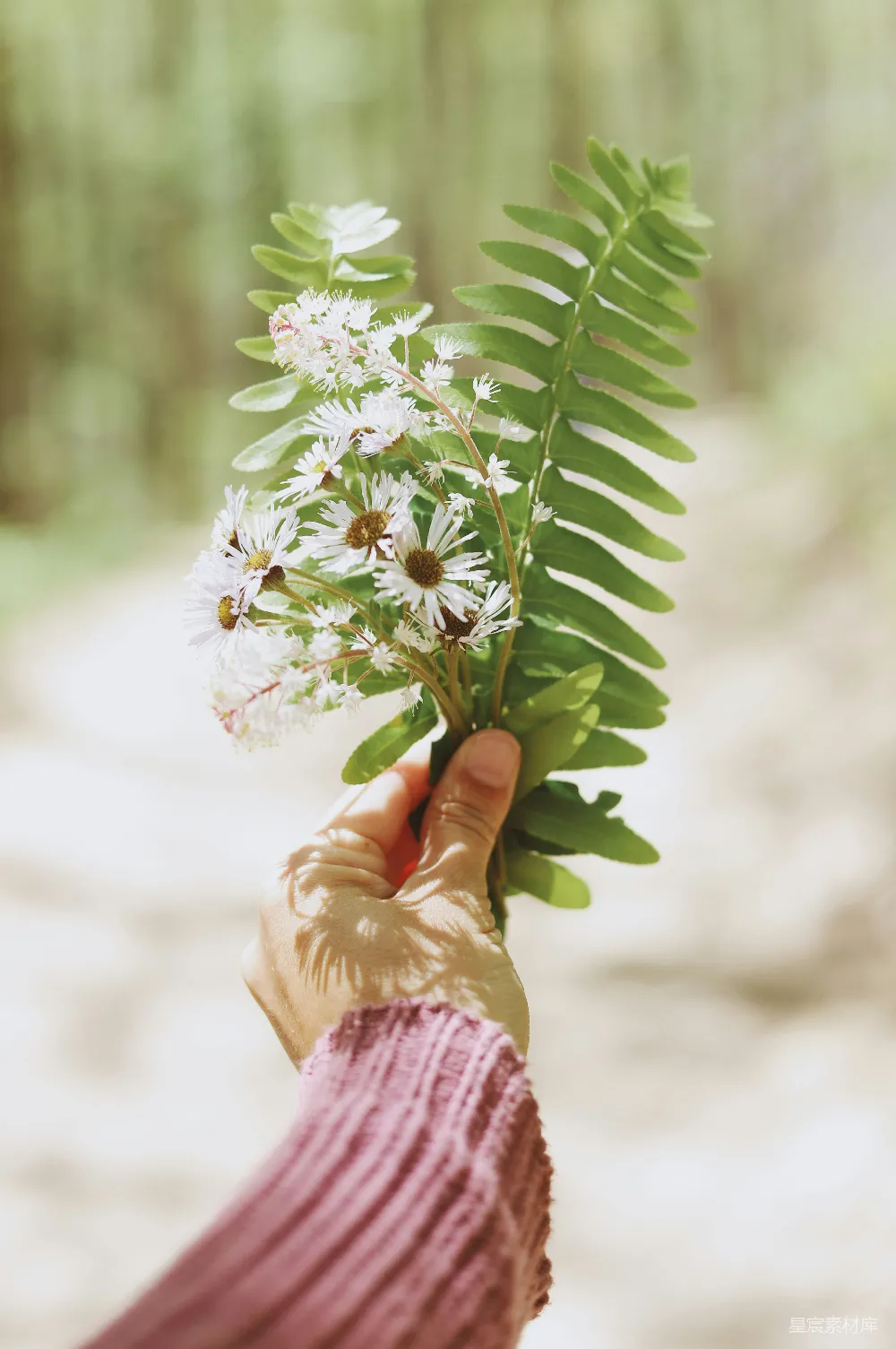 高清摄影  手持白色花瓣花的人