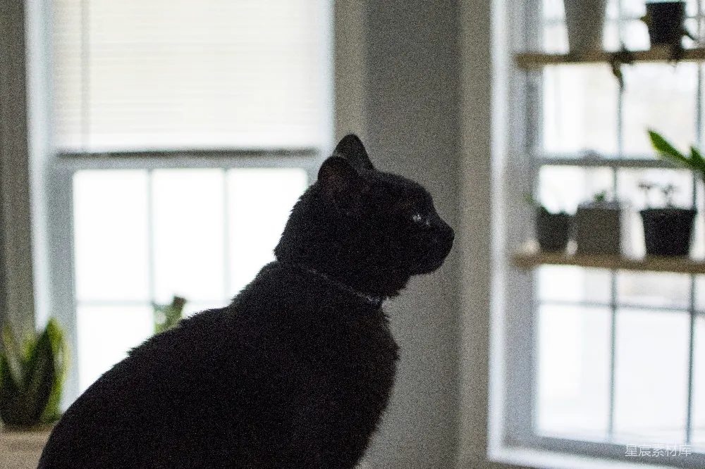 高清摄影  一只黑色的猫坐在窗台上。