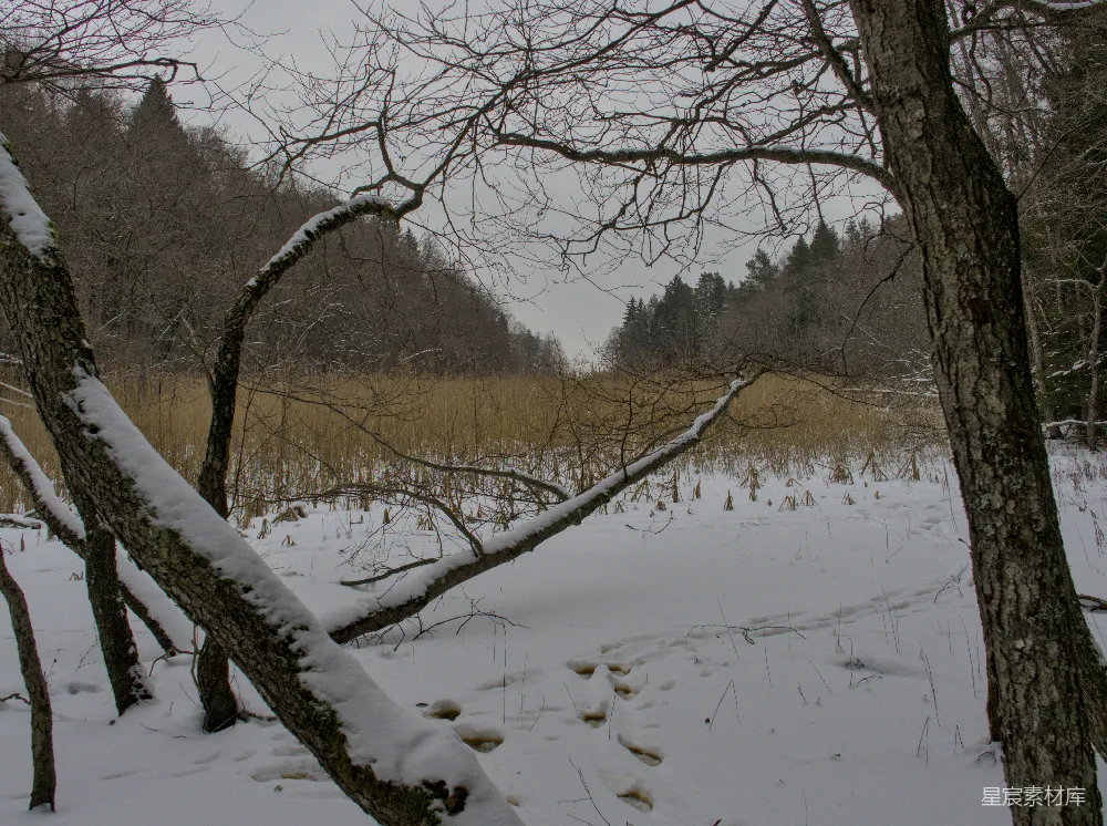 高清摄影  覆盖着雪的田野，背景中有树木。