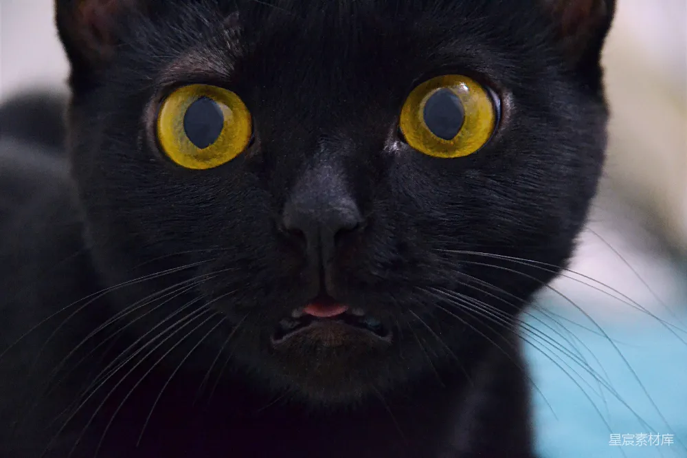 高清摄影  短毛黑猫，绿眼睛