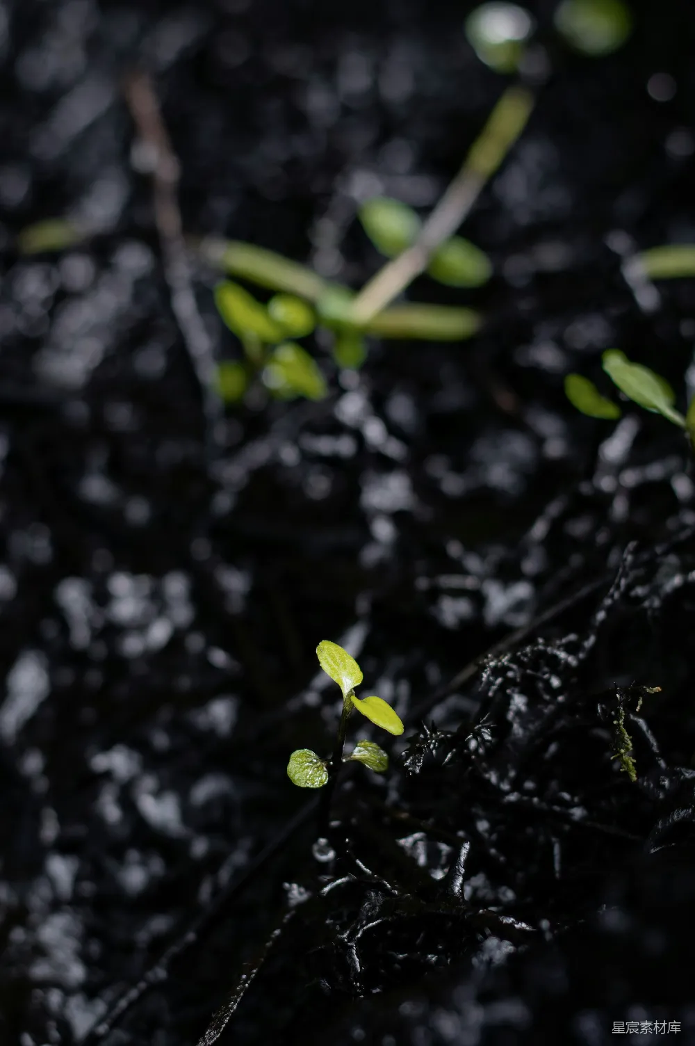 高清摄影  一株植物在雨中从地面冒出。