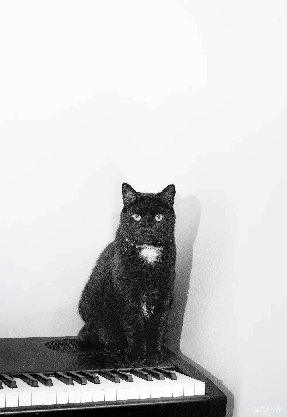高清摄影  黑猫坐在钢琴键盘上