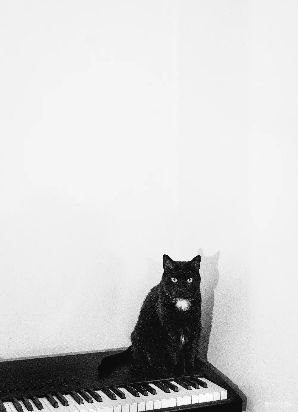 高清摄影  黑猫坐在钢琴键盘上