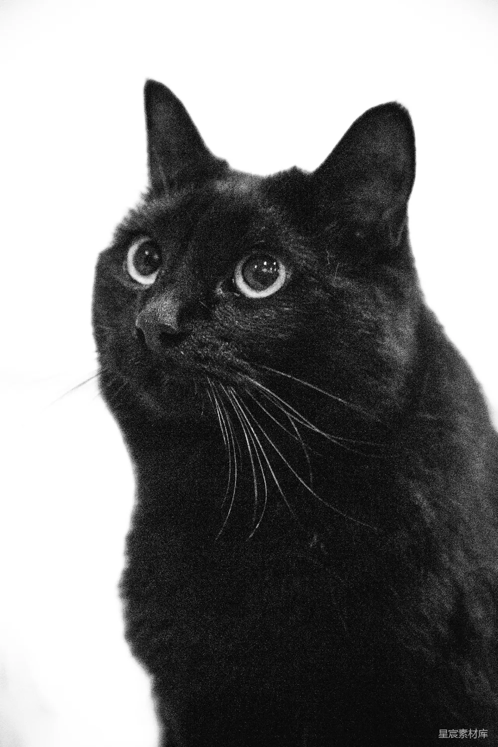 高清摄影  一只黑猫好奇地向上看。