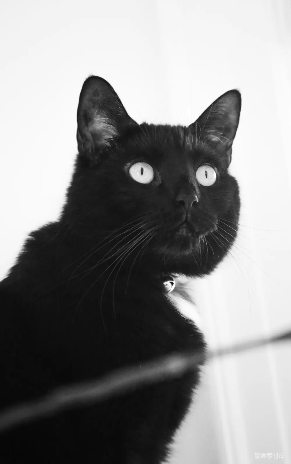 高清摄影  黑猫睁大明亮的眼睛凝视着。
