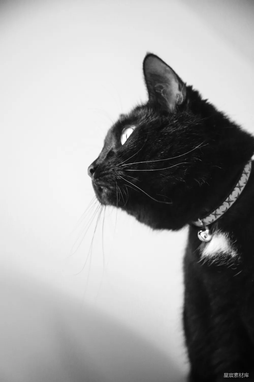 高清摄影  一只黑猫专注地看着某样东西。