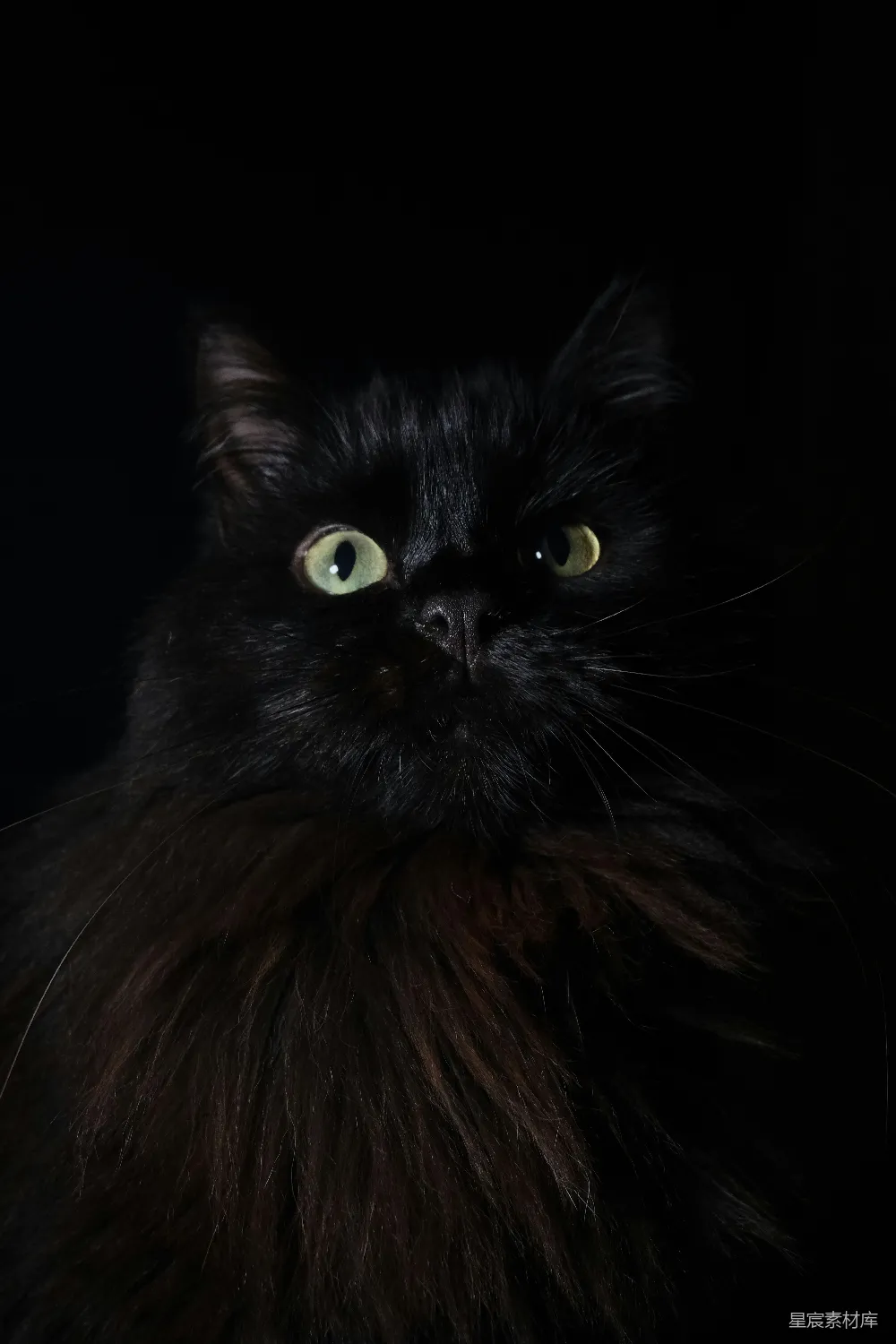 高清摄影  一只黑色的猫，绿色的眼睛，在黑暗中坐着。