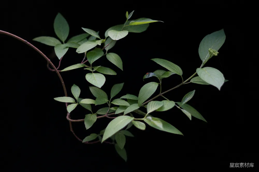 高清摄影  绿色植物