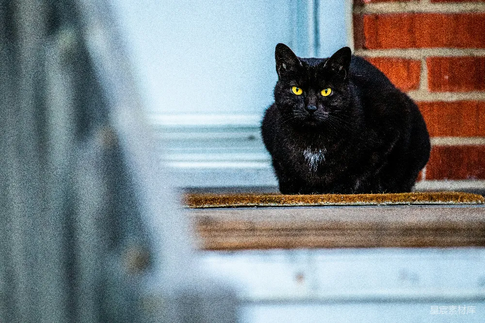 高清摄影  一只黑猫坐在门垫上