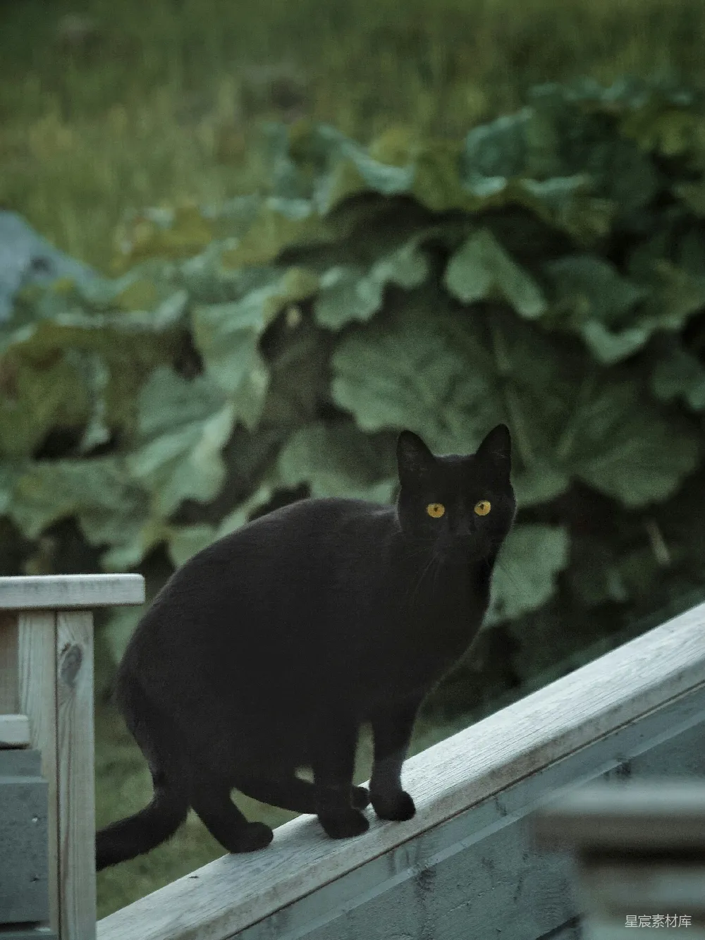 高清摄影  一只黑色的猫坐在木栅栏的顶部