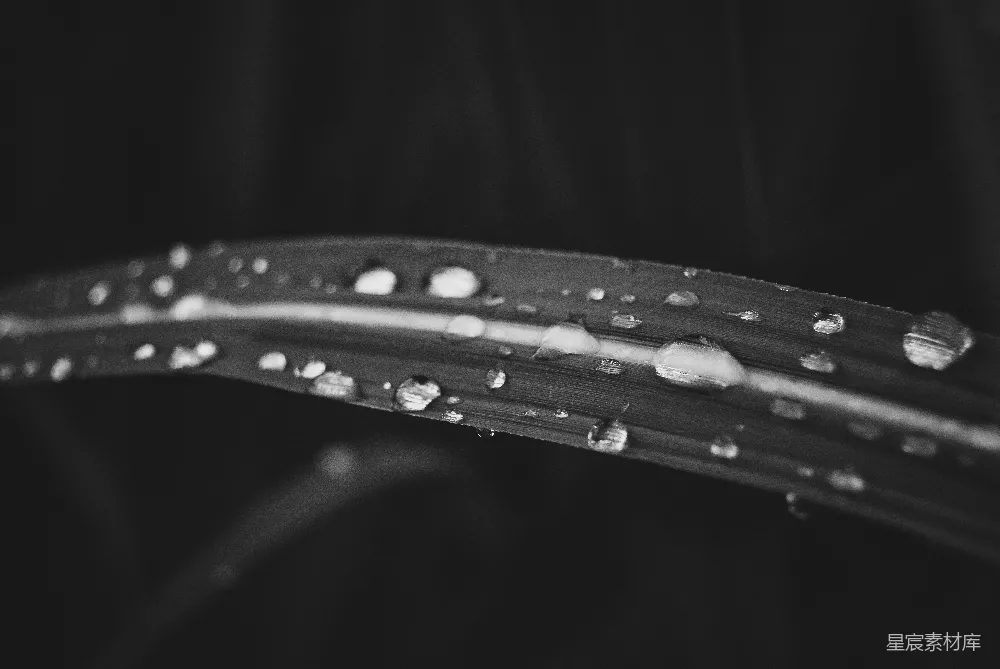 高清摄影  叶子上的水滴