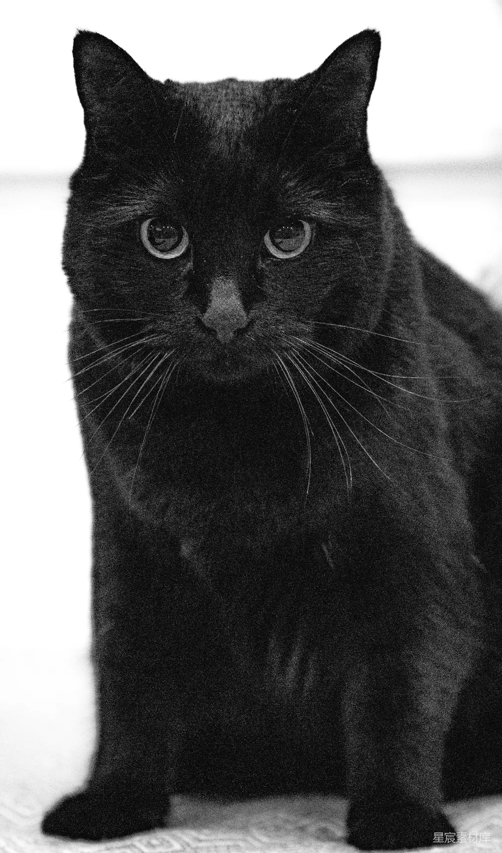 高清摄影  一只黑猫坐着，盯着看。