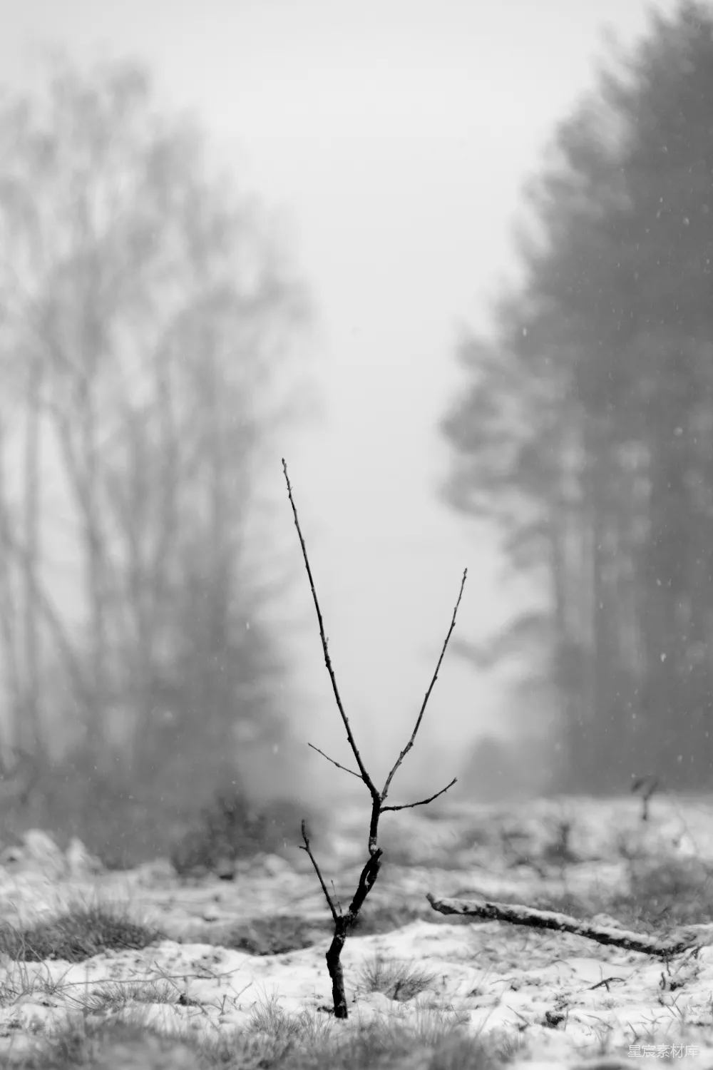 高清摄影  雪地上的黑树枝