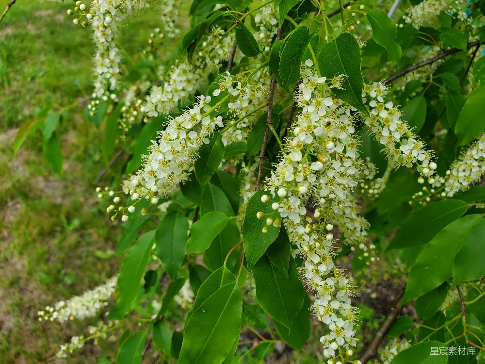 高清摄影  一棵开满白色花朵的树的特写。
