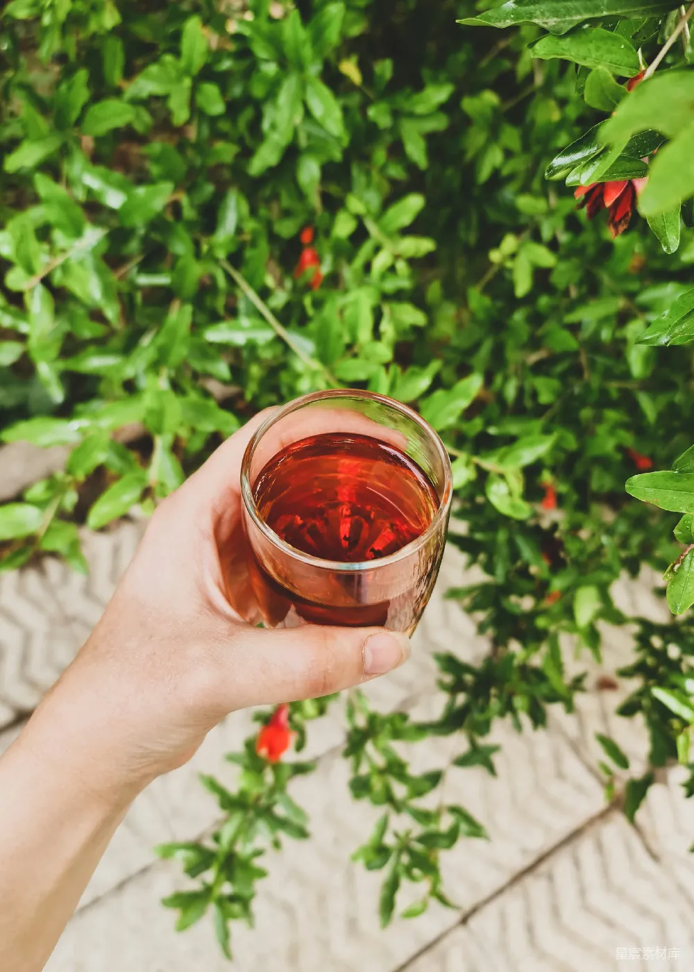 高清摄影  一个人拿着一杯茶站在灌木丛前
