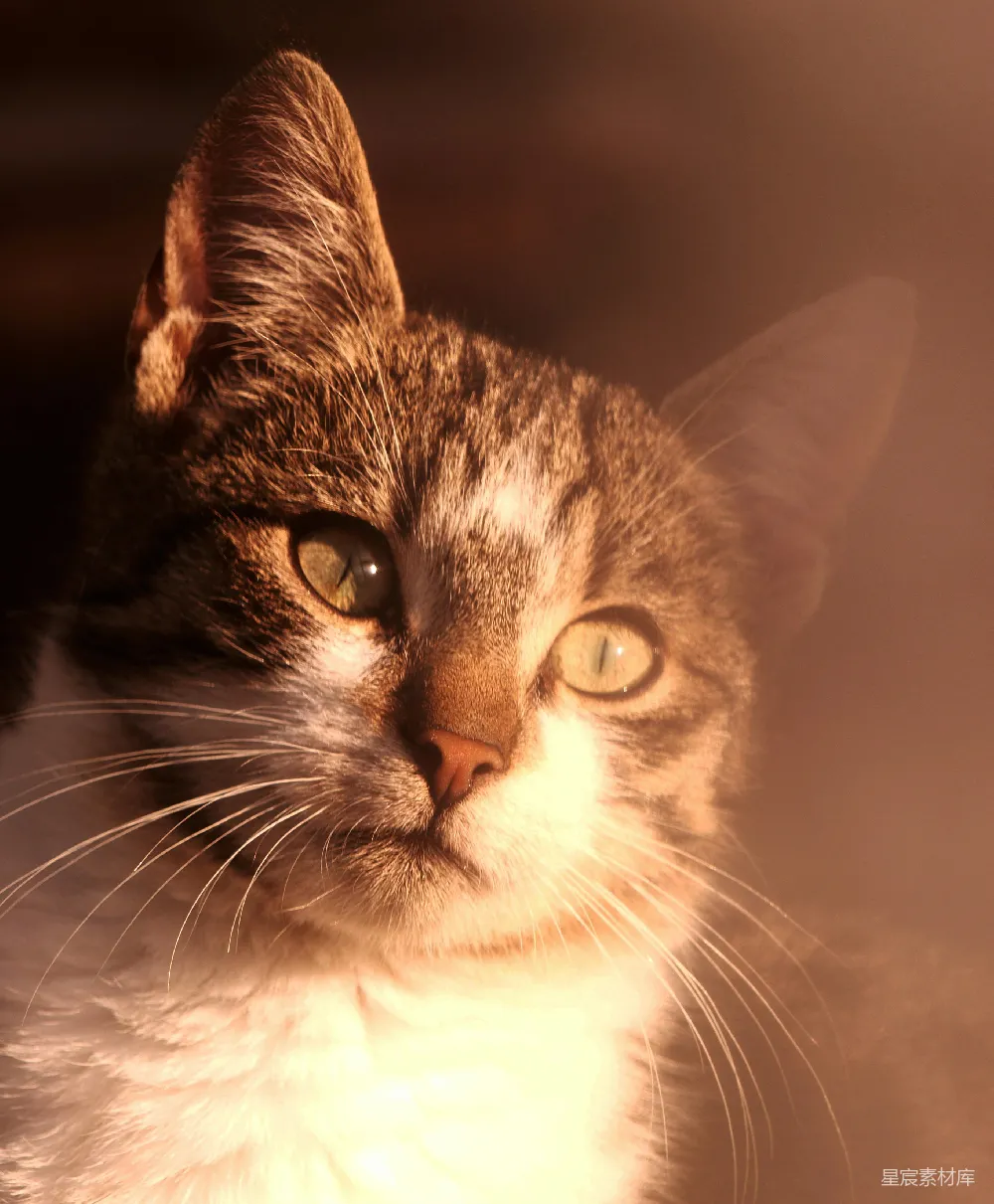 高清摄影  棕色虎斑猫