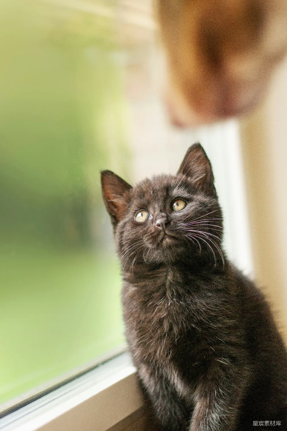 高清摄影  一只黑猫坐在窗台上，抬头看着。