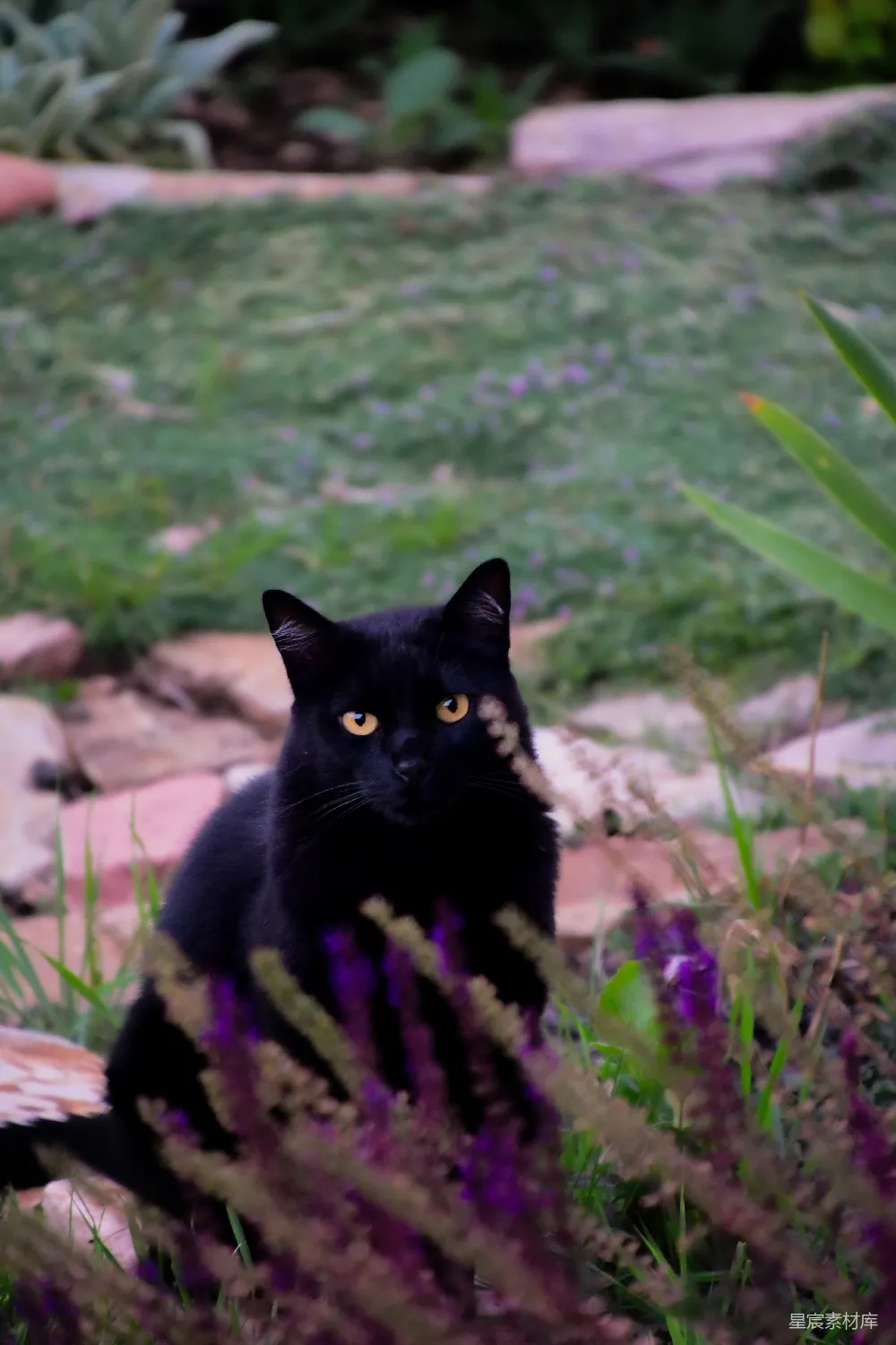 高清摄影 自然 春天 一只黑猫坐在一片紫色花丛中。