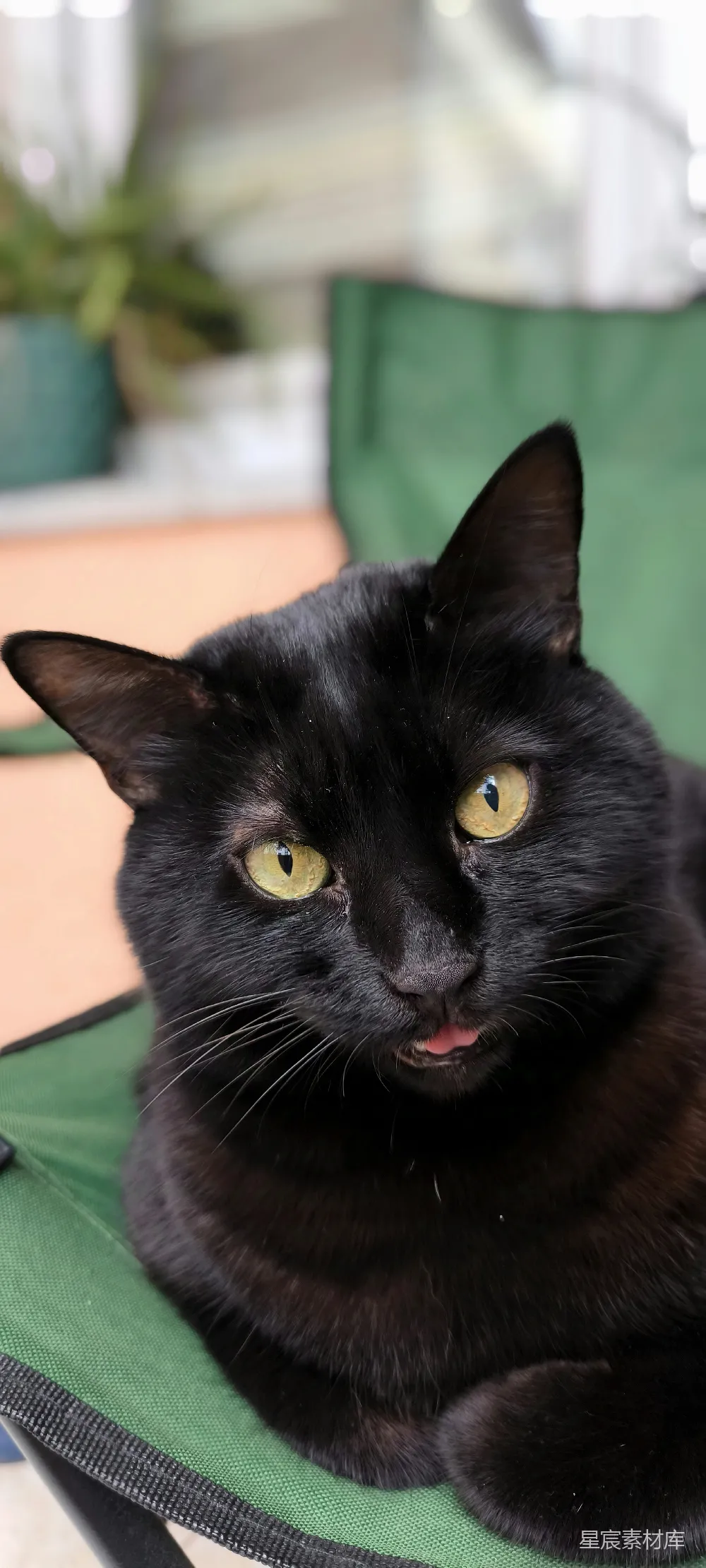 高清摄影  一只黑猫舌头微微伸出。