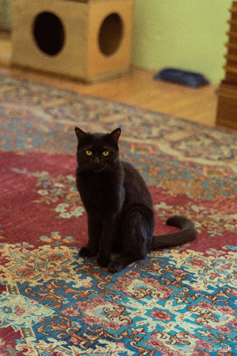 高清摄影  一只黑色的猫坐在房间里的地毯上。