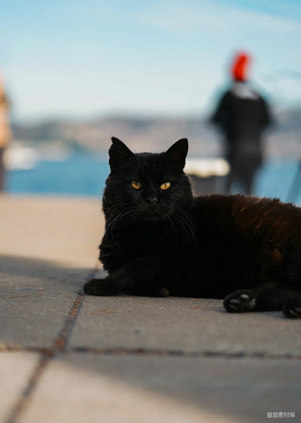 高清摄影  一只黑猫躺在人行道上，旁边是个人。