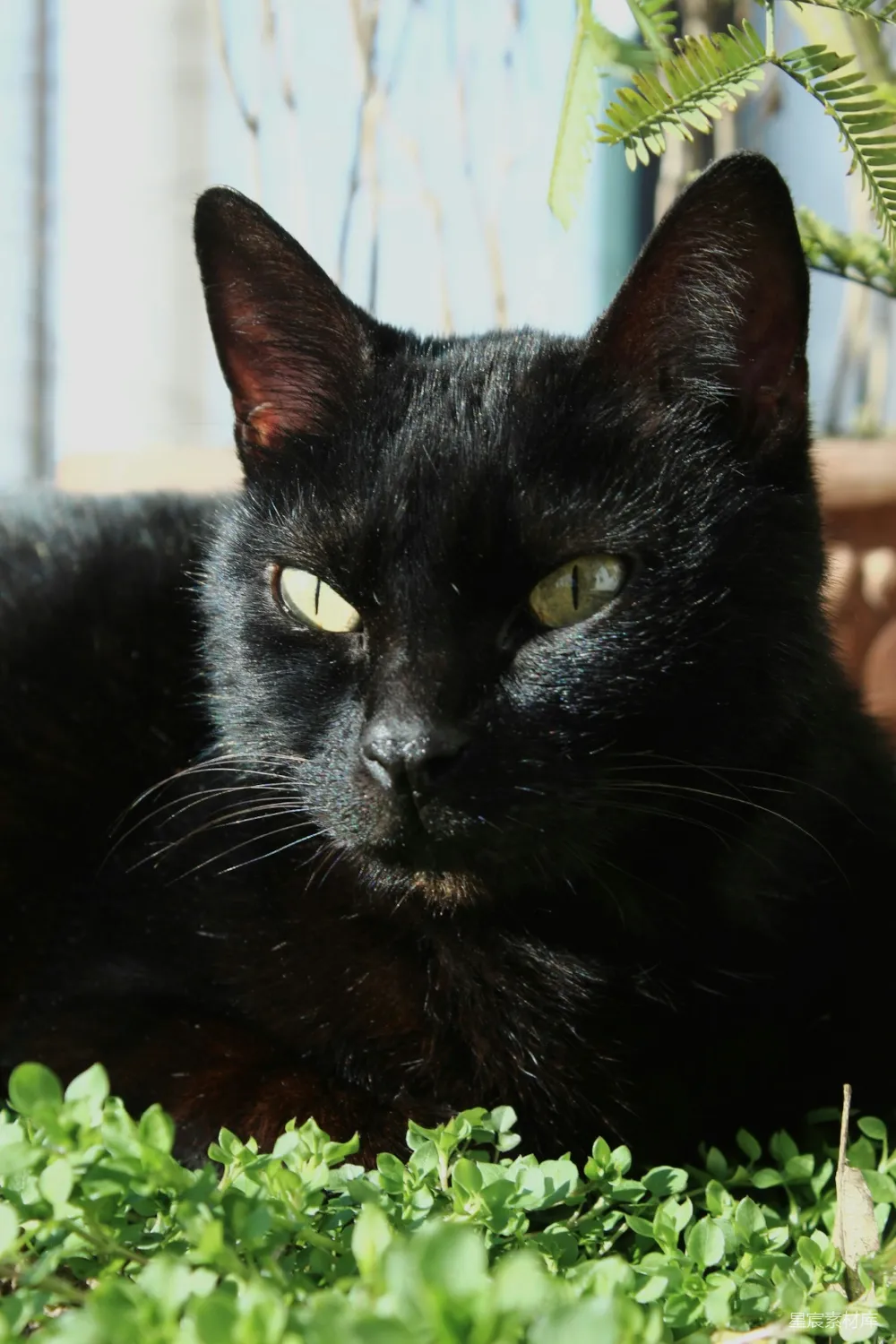 高清摄影  一只黑色的猫在草地上躺着的特写镜头