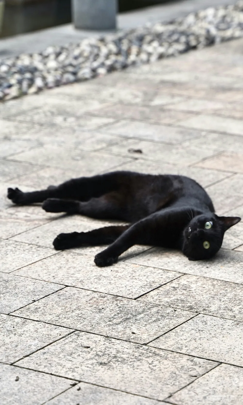 高清摄影  黑猫躺在地板上
