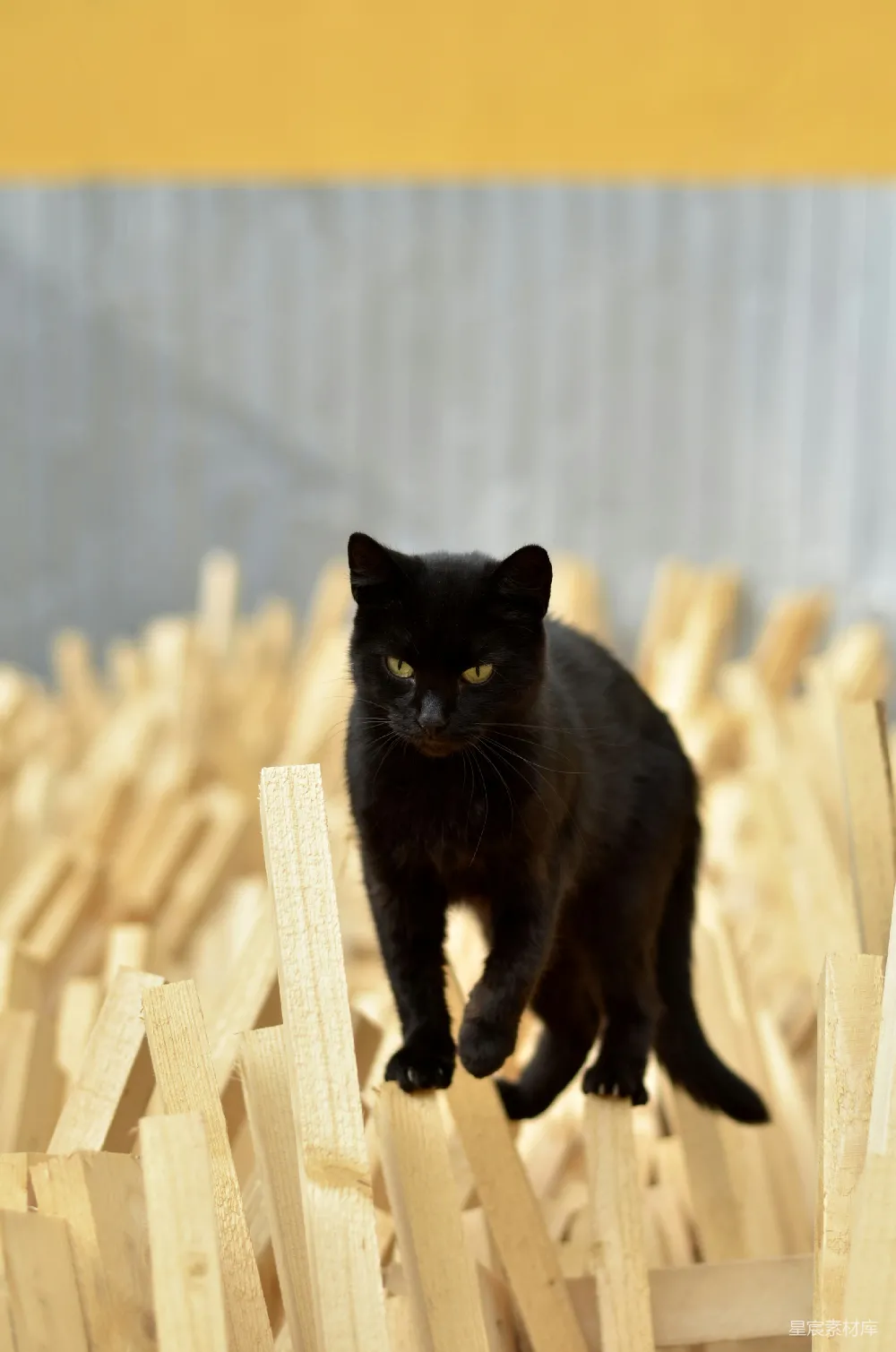 高清摄影  一只黑猫站在木结构的顶部。