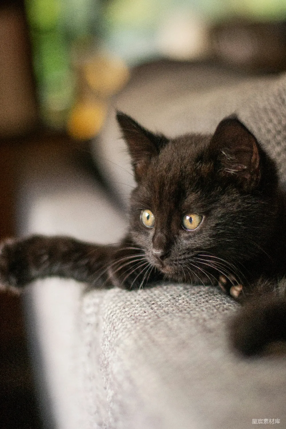 高清摄影  一只黑猫趴在沙发上。