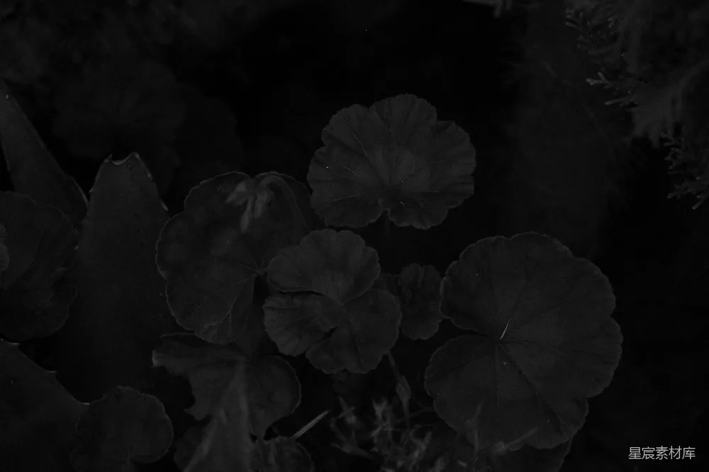 高清摄影  一张黑白照片，展示了一簇鲜花。