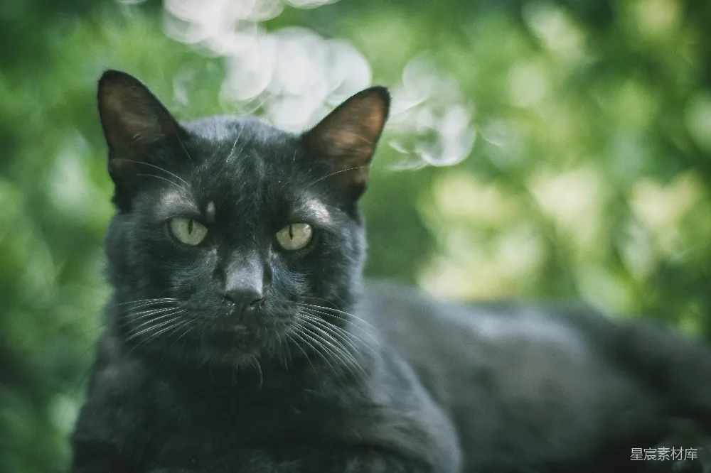 高清摄影  一只黑猫坐在木桌的上面。