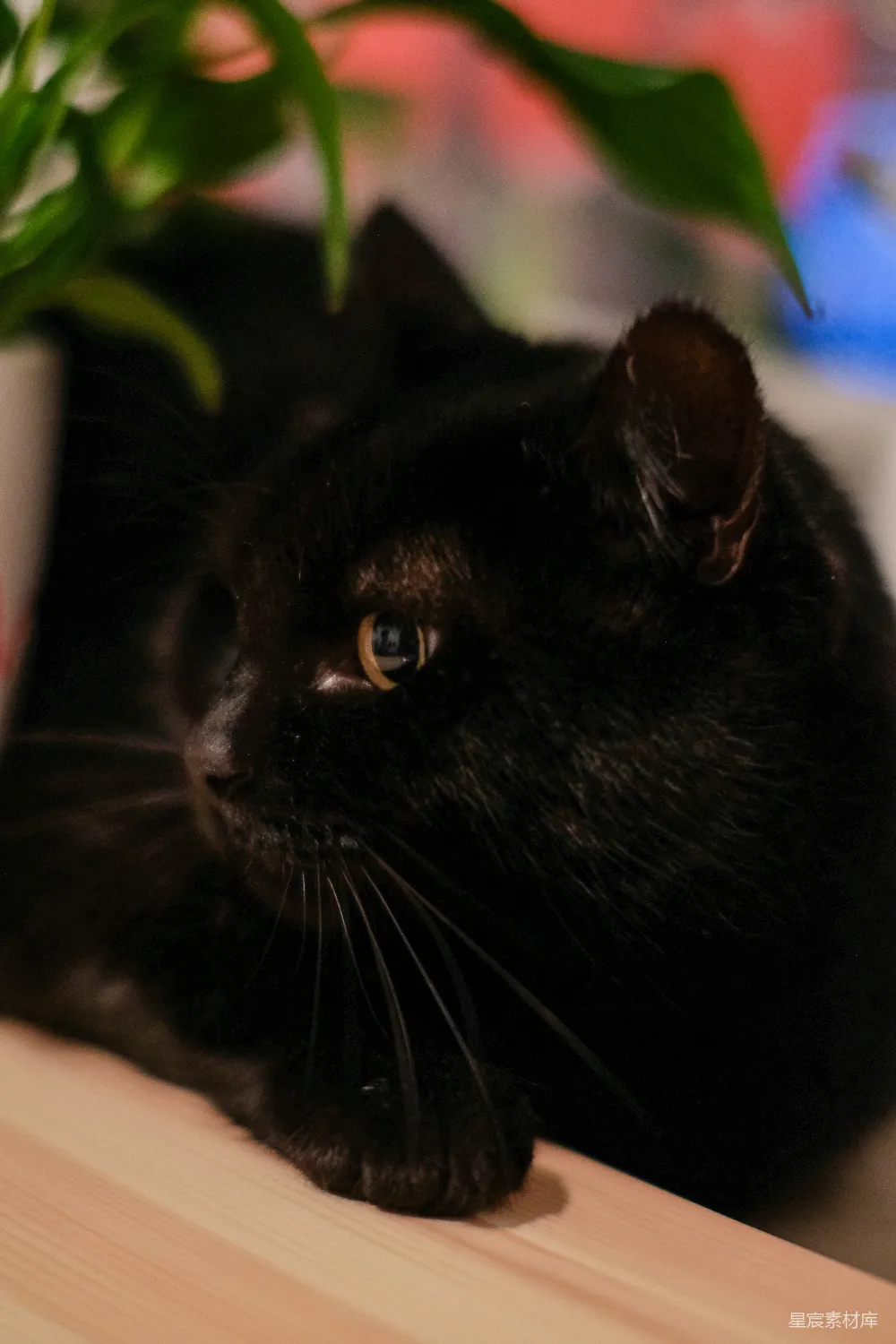 高清摄影 壁纸 一只黑色的猫躺在桌子旁，旁边有一盆植物。