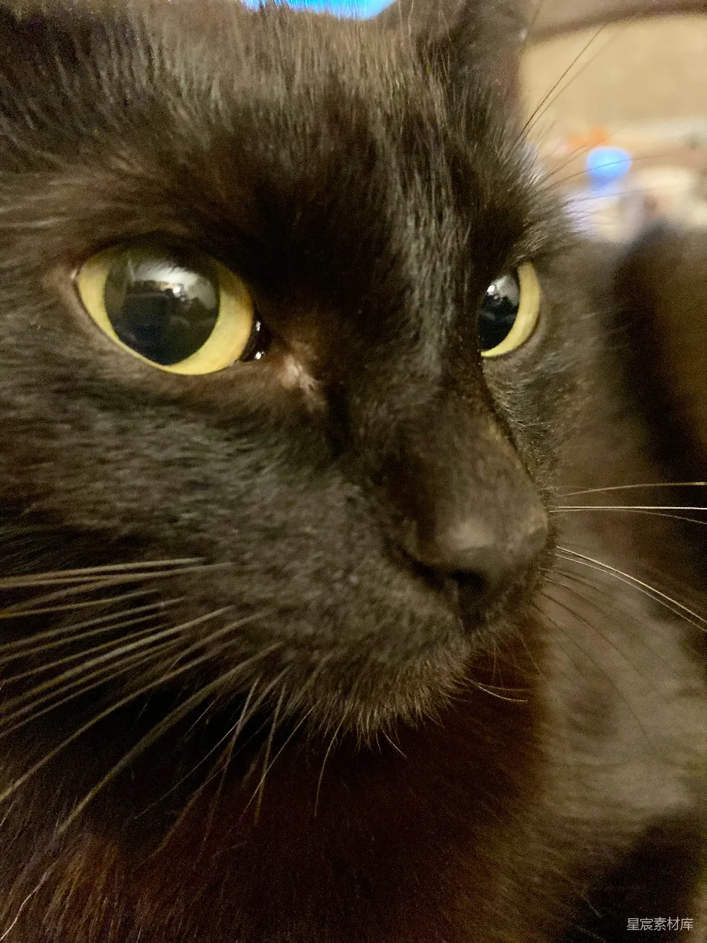 高清摄影  一只特写的黑猫，它的眼睛是黄色的。