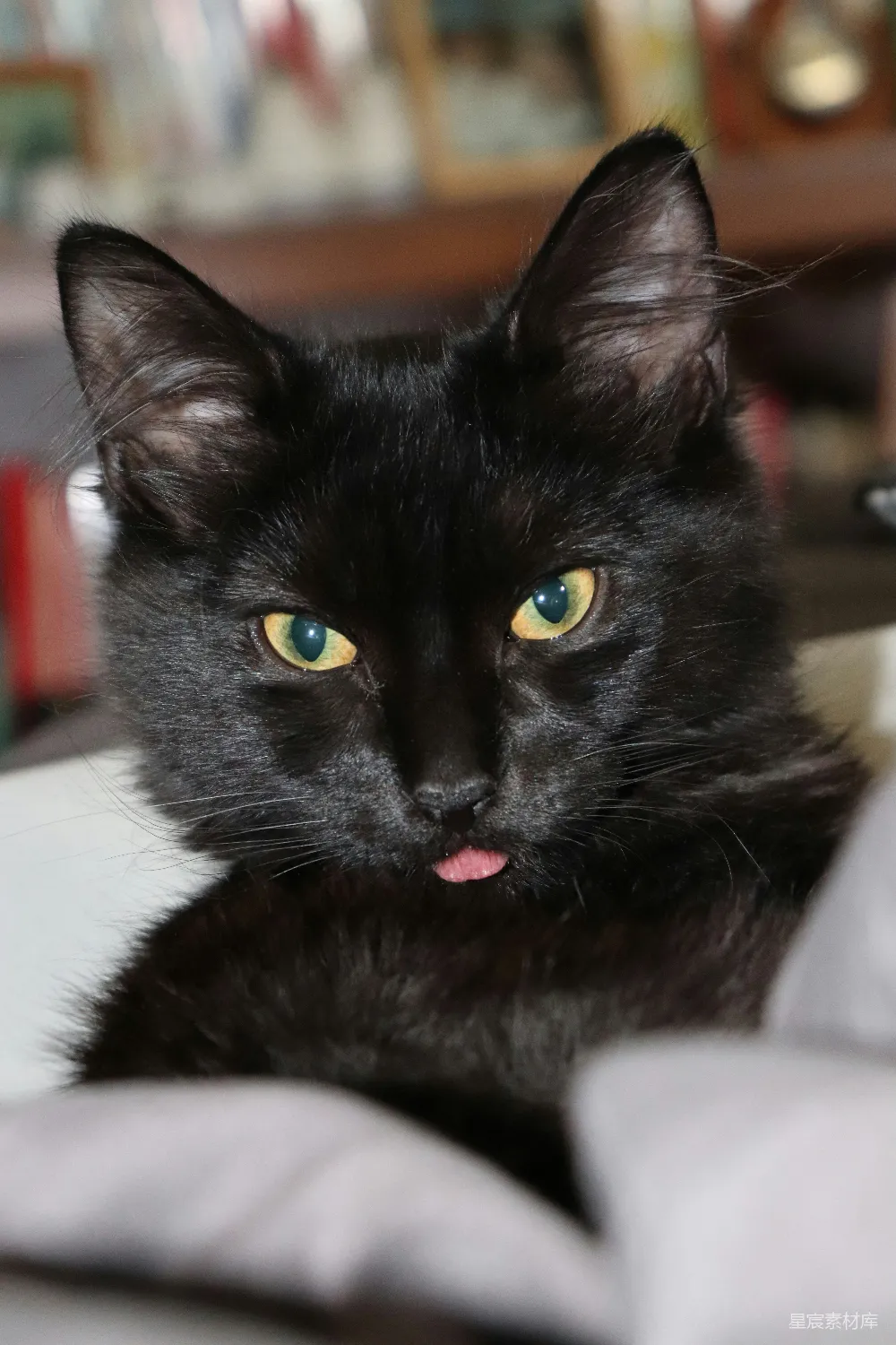 高清摄影  黑长毛猫
