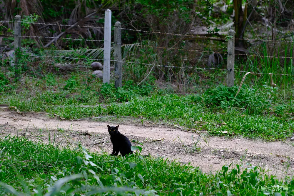 高清摄影  一只黑色的猫坐在栅栏附近的草地上