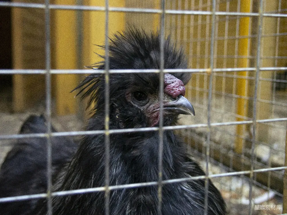 高清摄影  一只笼子里的小鸟