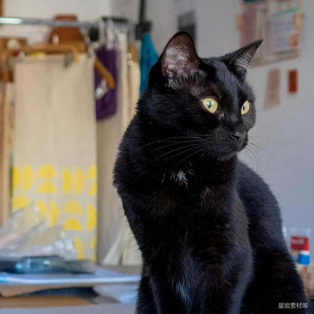 高清摄影  黑猫在白桌上