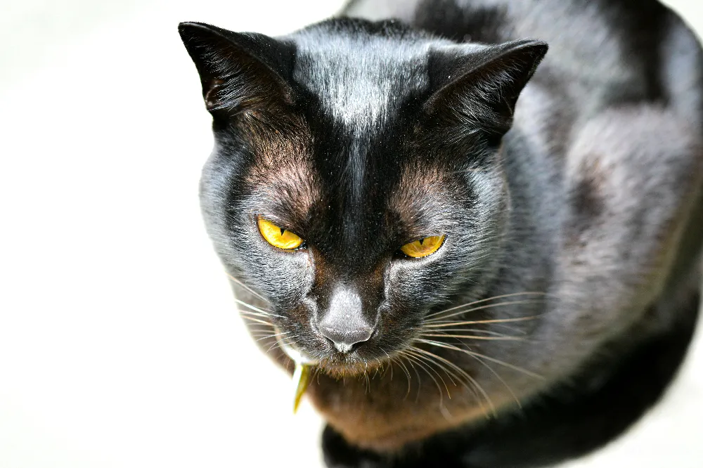高清摄影  一只有着醒目黄色眼睛的黑猫低头看着。