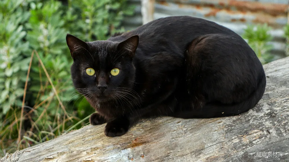 高清摄影  黑猫趴在棕色木头上