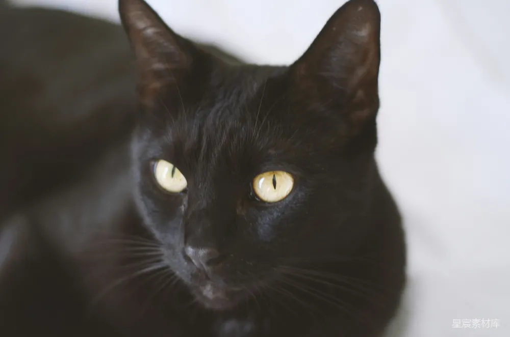 高清摄影  黑猫，黄眼睛