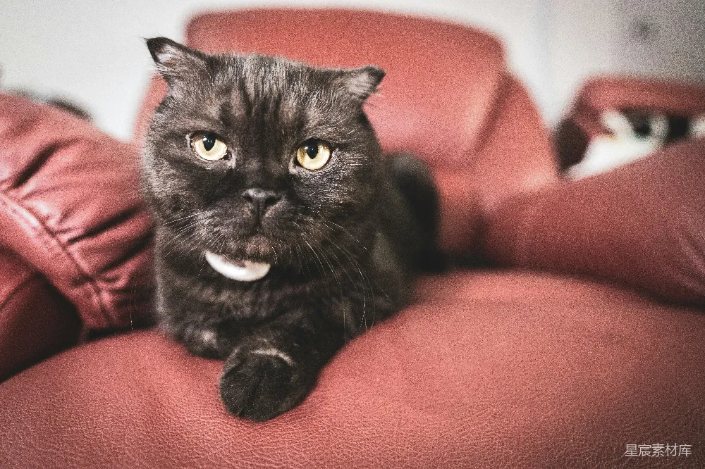 高清摄影  一只黑猫坐在红色沙发上。