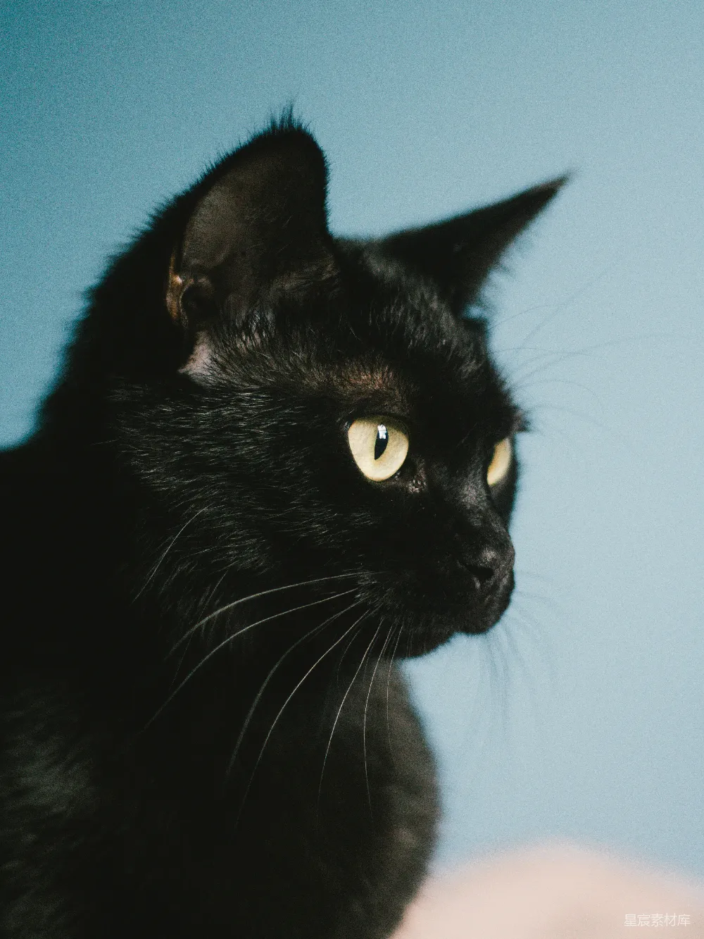 高清摄影  黑猫，绿眼睛