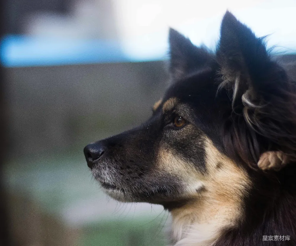 高清摄影  黑棕德国牧羊犬